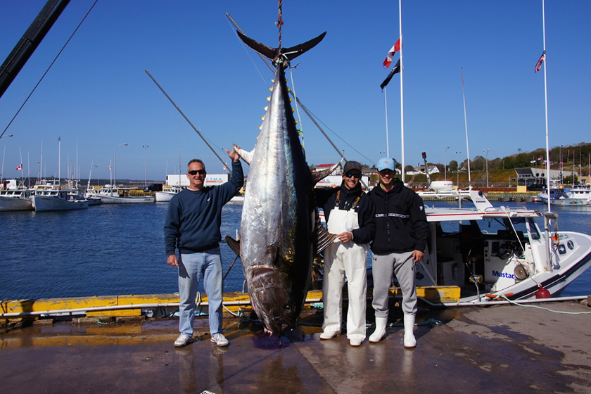 Biggest Bluefin Tuna Ever Caught