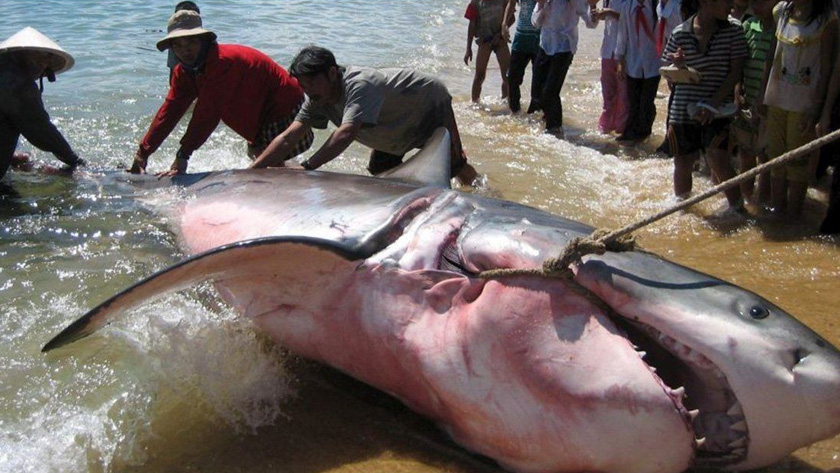 Biggest Great White Shark Ever Caught